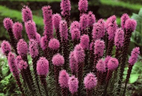 Liatris: výsadba a péče na otevřeném poli, rozmnožování, ochrana proti škůdcům