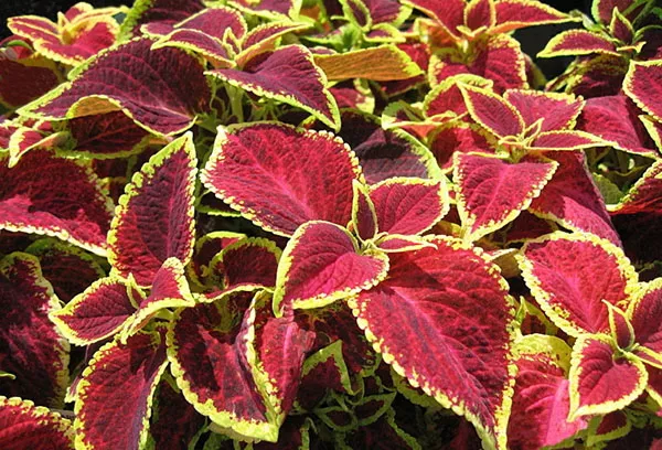 Coleus: sajenje in nega na prostem, gojenje iz semen