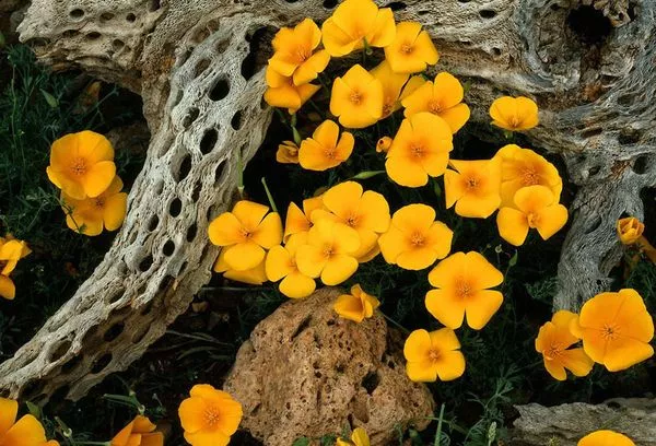 Eschsholzia - засаждане и грижи, отглеждане от семена на открито и разсад