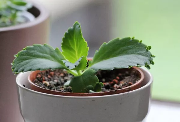 Kalanchoe: razmnožavanje kod kuće reznicama, listovima, sjemenkama, pupoljcima, potomcima. Kako razmnožiti cvjetnu Kalanchoe