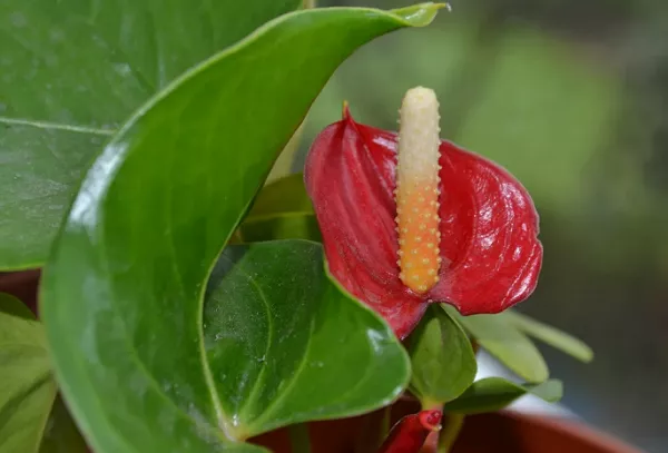Jak množit anthurium doma: popis metod, načasování, nuance výsadby v zemi