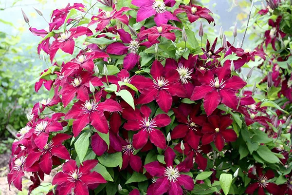 Ali ima Clematis rad sonce ali senco? Izberemo idealne pogoje za cvetenje grma