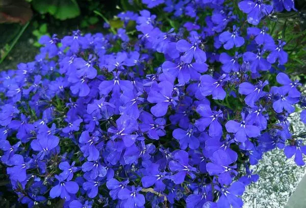 Lobelia: výsadba a péče, pěstování ze semen doma