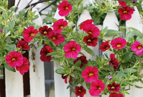 Calibrachoa: gojenje iz semen in nega, metode vzreje