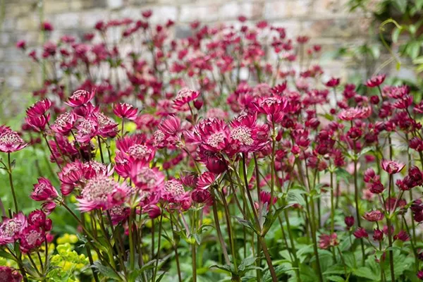 Astrantia: sorte i vrste, sadnja i njega na otvorenom polju, nijanse uzgoja