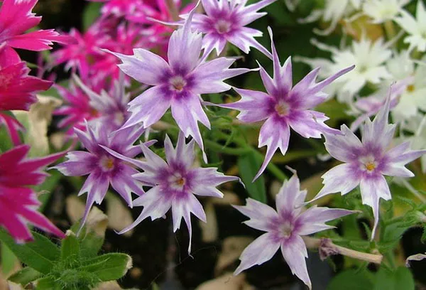 Phlox Drummond - gojenje iz semen, sajenje in nega na prostem