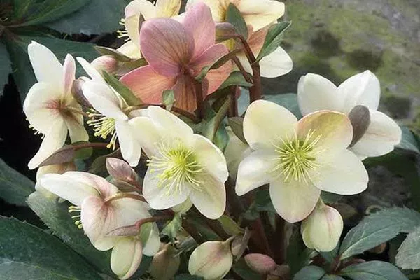 Hellebore: sajenje in nega na prostem, sorte in njihove značilnosti