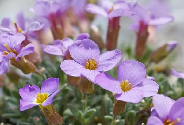 Aubrieta sajenje in nega na prostem: značilnosti gojenja