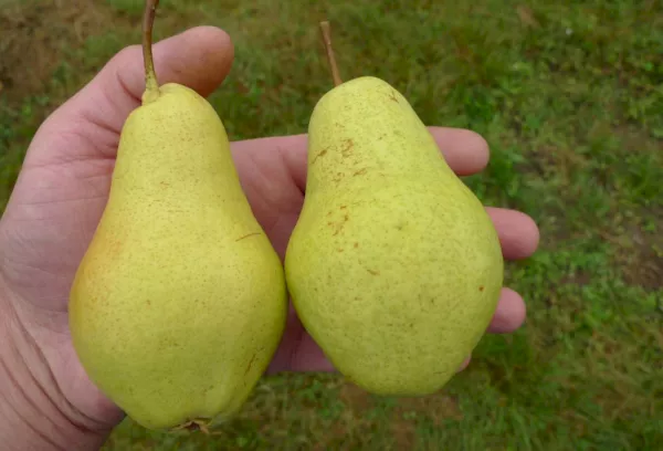 Pear Fairy: karakteristike, opis sa fotografijom, stabla koja oprašuju, stupanj otpornosti na mraz i prinos, mišljenja vrtlara