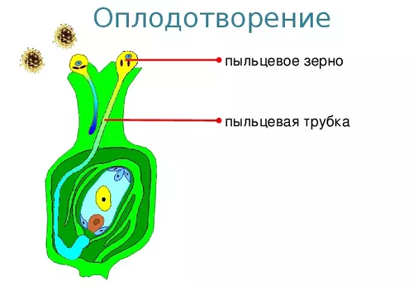 Подвійне запліднення у квіткових рослин: формування гамет, процес запилення, послідовність запліднення, розмноження голонасінних видів