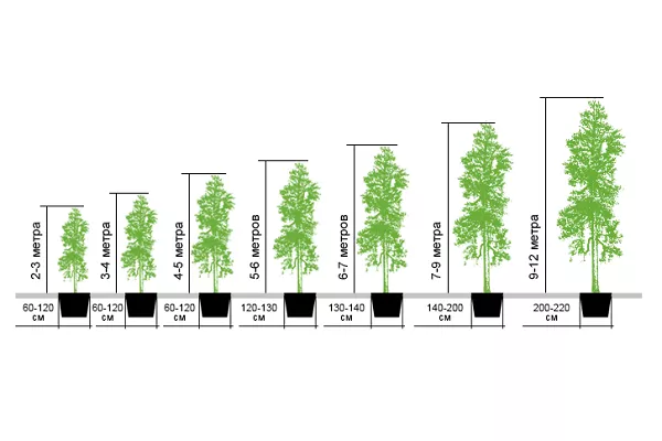 Насколько быстро растут. Скорость роста березы. Размеры деревьев. Береза высота дерева. Диаметр березы.