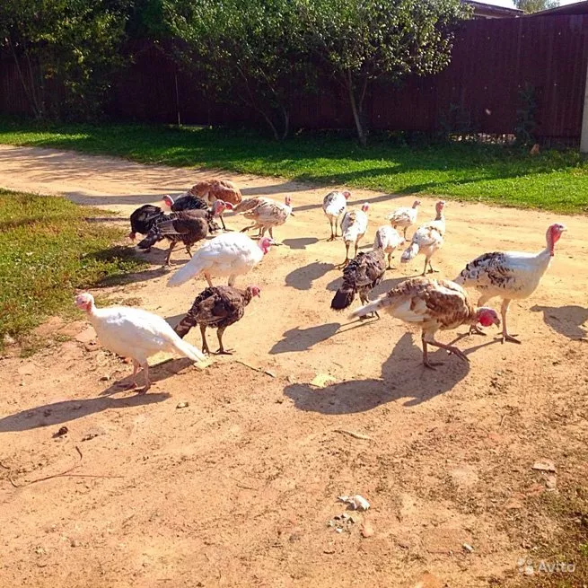 Výkrm krůt doma: druhy masných plemen, způsoby krmení