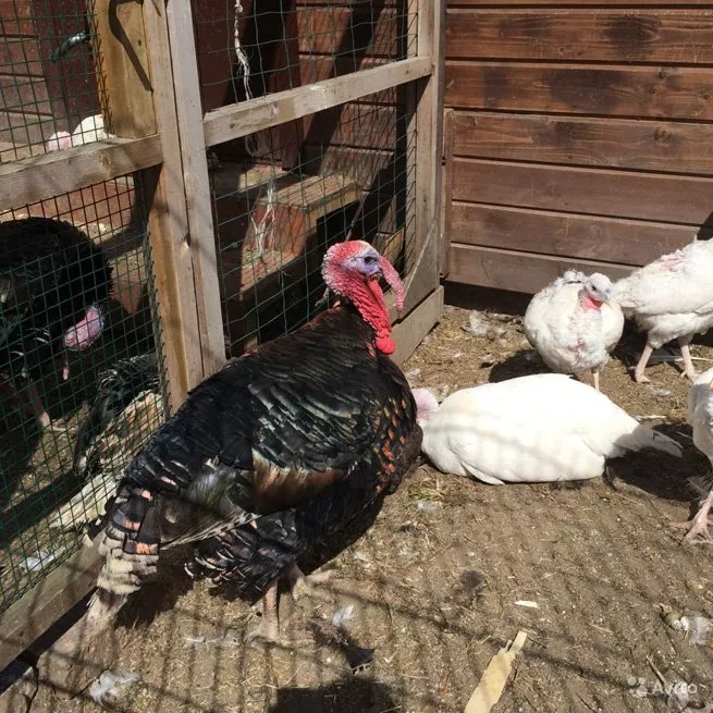 Bolesti purana i njihovo liječenje (male boginje, histomonoza)