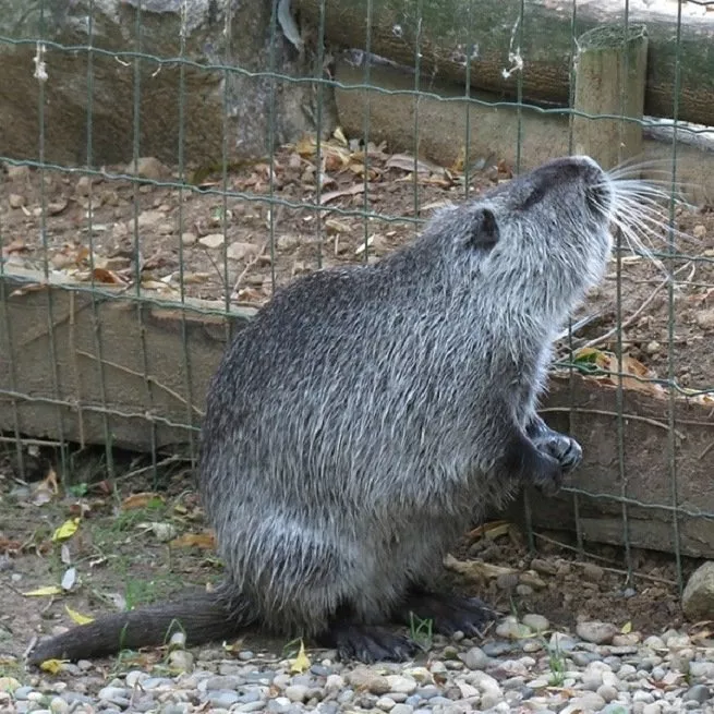 Zakaj je gojenje nutrij tako priljubljen domači posel?