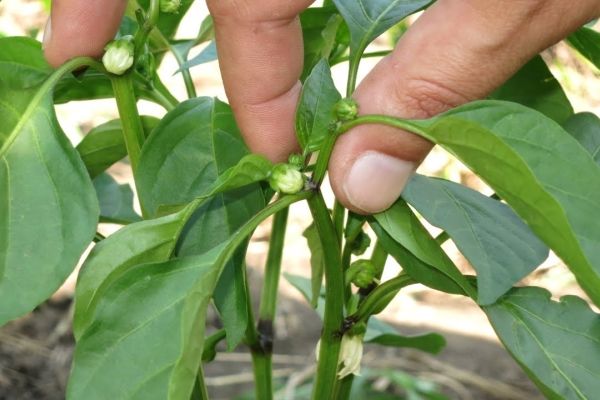 Paprika Pasynkovka u stakleniku i otvorenom tlu: da li i kako pravilno