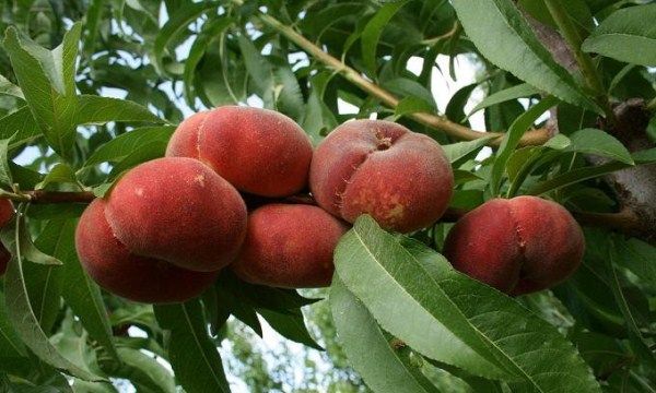 5 кращих сортів інжировим персика: користь і шкода, посадка і догляд