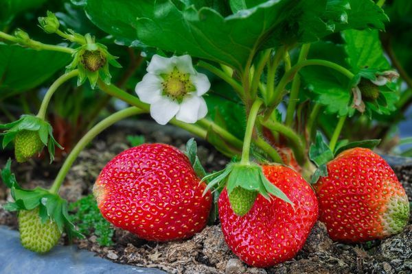Vrtna jagoda: Agrotehnika za pravilno vzmetno gojenje