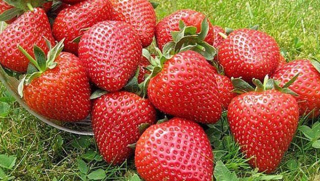 Јагода Елиане: опис и карактеристике сорте, предности и недостаци