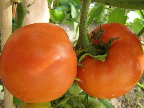 Persimmon rajčica: karakteristike i opis sorte, uzgoj i prstohvat