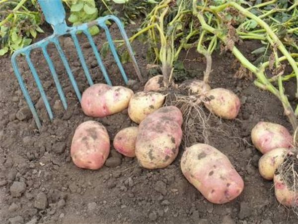 На яку глибину садити картоплю при різних схемах посадки