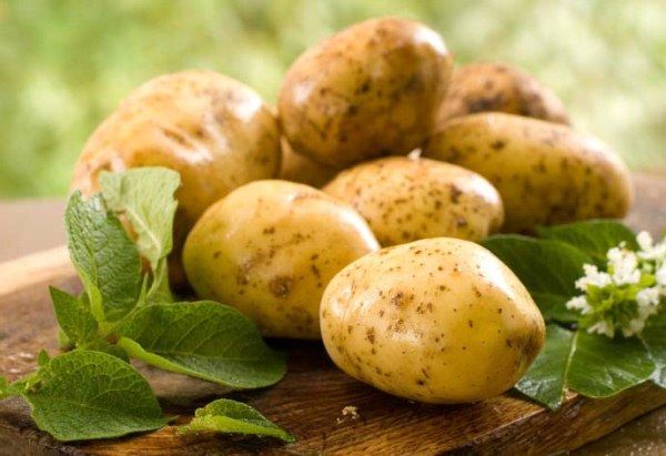 Картопля Тулеевск: опис сорту, характеристика, смакові якості, посадка і догляд