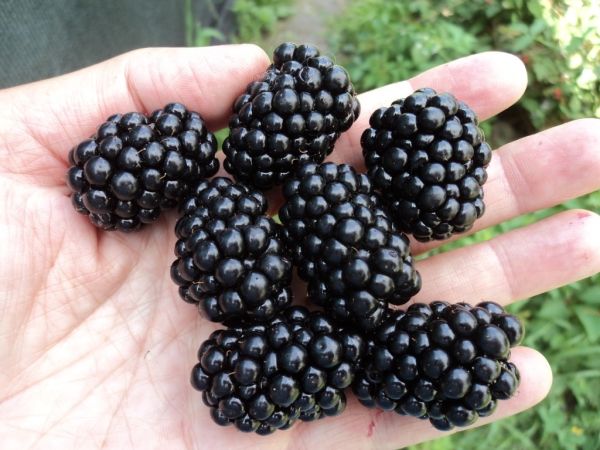 Blackberry: koristne lastnosti jagodičja in listov za človeško telo