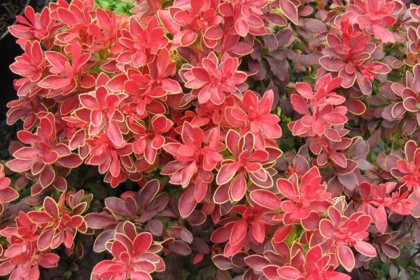 Thunberg Barberry: sadnja i njega, crveno lišće, žuto, opis, sorte
