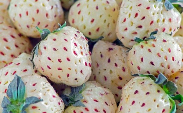 5 најбољих сорти белих јагода: ананас, ананас, анабланка и друге