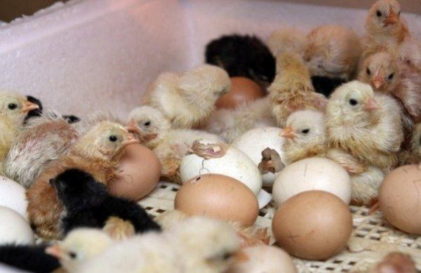 Inkubace slepičích vajec: způsoby a období inkubace, tabulky