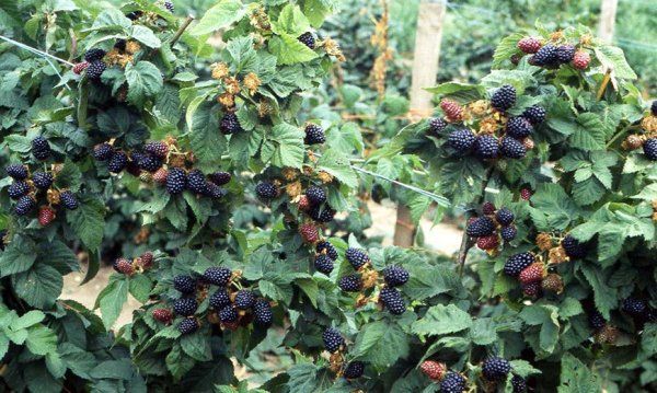 Robidnica trese: raste, naredite sami, podpirajte, kako se vežete