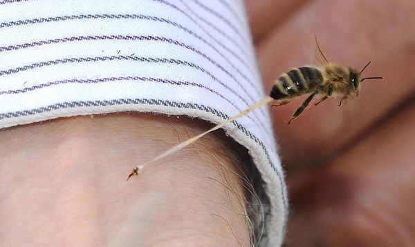 liječenje uboda pčela protiv artroze)