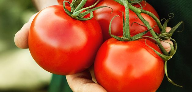 Rajčica u prehrani trudnica: koristi i štete paradajz