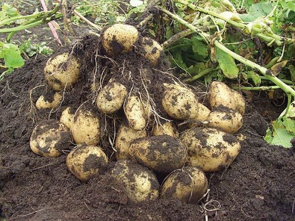 Вирощування картоплі різними способами і методами