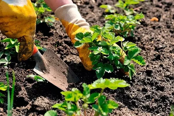 Kako i kada presaditi jagode na novo mjesto ljeti: vrijeme i sheme sadnje sadnica, daljnja njega