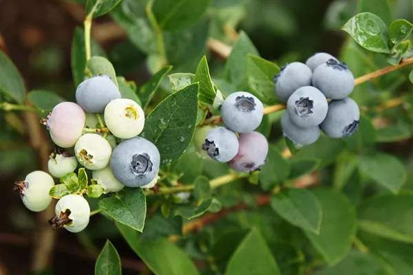 Blueberry Bluegold: opis sorte, prednosti i mane, sadnja i njega