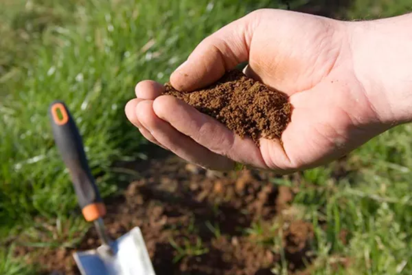 Kako i čime hraniti vrtne borovnice ljeti i proljeće, omjeri, kako primijeniti organska i mineralna gnojiva, ocat, limunsku kiselinu, koloidni sumpor, elektrolit
