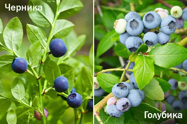 Borovnice in borovnice - kakšna je razlika: zunanje razlike, značilnosti kmetijske tehnologije, prednosti obeh jagod