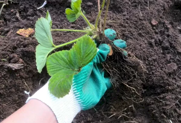 Što staviti u rupu pri sadnji jagoda: industrijska i organska gnojiva, narodni lijekovi