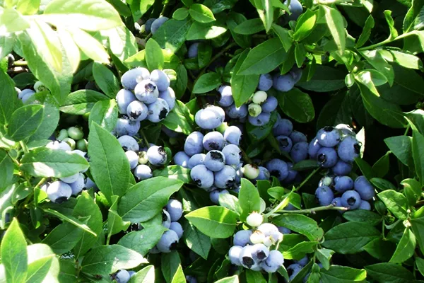 Blueberry Patriot: opis sorte, sajenje in nega, opraševalci, prednosti in slabosti