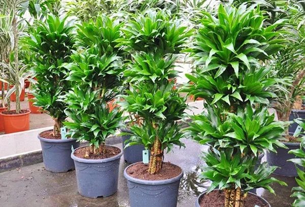 Dišeča dracaena: raste doma