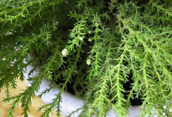 Cupressus - domača nega za sobno božično drevo