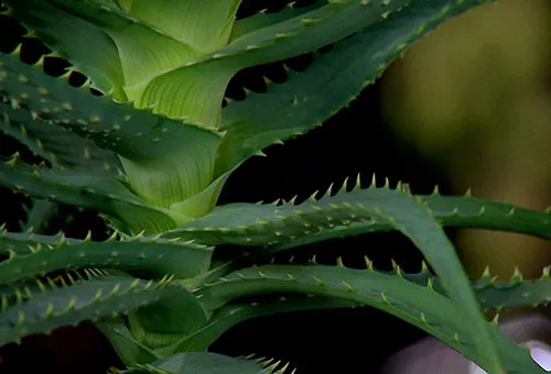 Aloe vera - uzgoj i njega kod kuće
