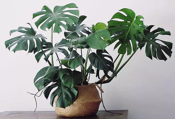 Monstera: oskrba na domu, metode vzreje