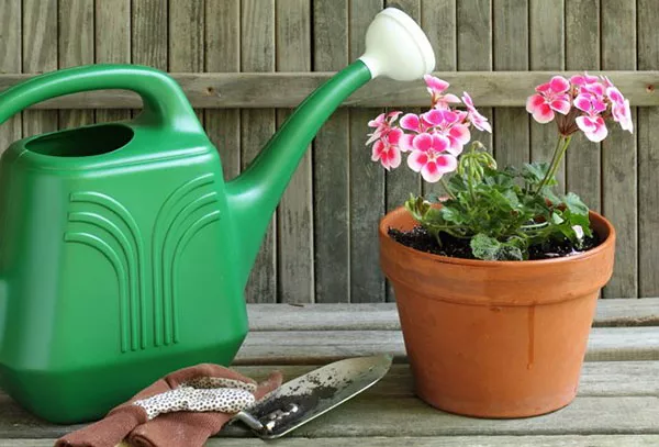Kako zalivati ​​pelargonije doma pozimi in poleti?