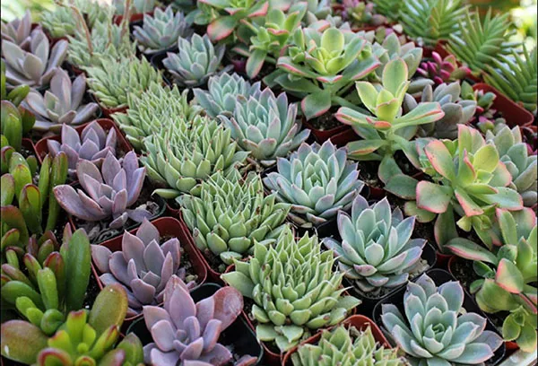 Echeveria: oskrba, priljubljene vrste, značilnosti razmnoževanja