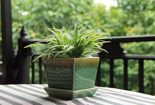 Chlorophytum crested: glavne sorte, nega in razmnoževanje