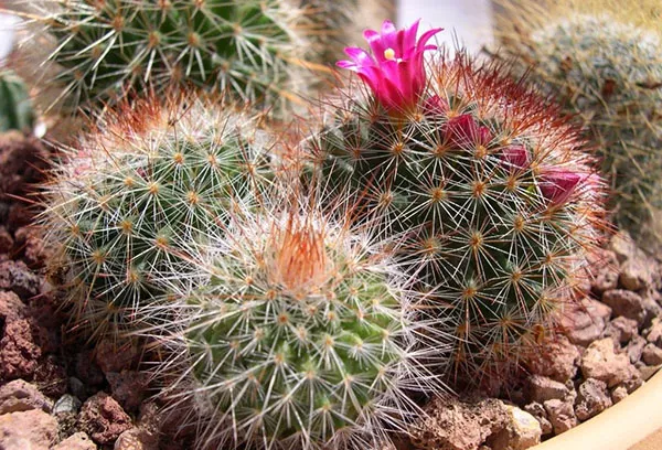 Mammillaria - pravila nege in gojenja