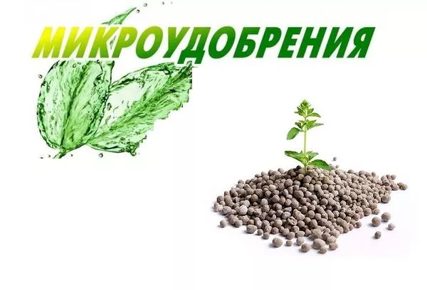 Особливе добриво – мікродобрива: застосування, види, склад, особливості