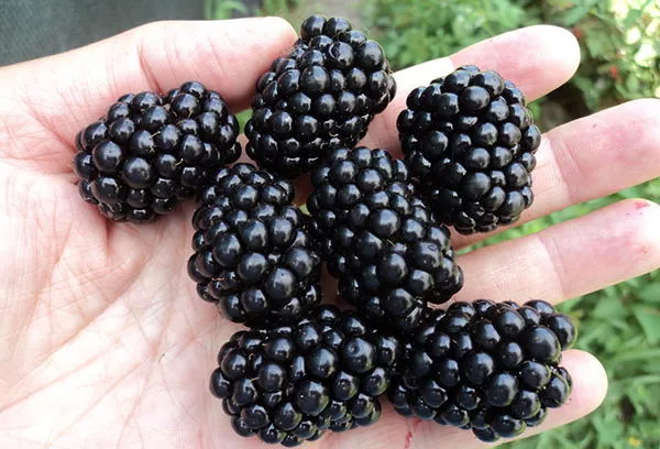 Przycinanie jeżyn jesienią i wiosną, przygotowanie do zimy
