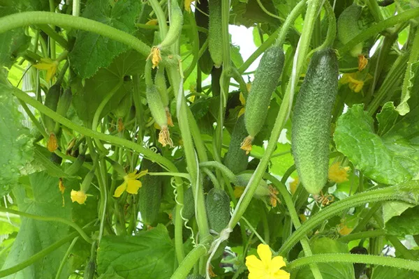 Cucumber Harmonist F1 – popis odrody s fotografiou, recenzie na semená a zber